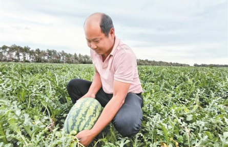把下野地西瓜销往全国各地