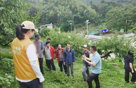 鹰嘴桃甜 富民强村  广东连平县擦亮地标“金字牌”赋能乡村振兴