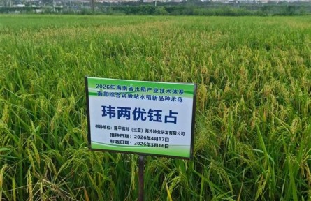 稻随菜走、茬随季转!三亚热带农业打出丰产组合拳