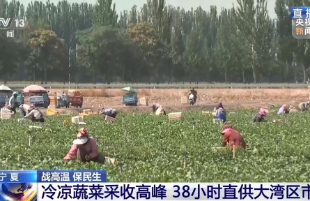 宁夏冷凉蔬菜迎来采收高峰 38小时直供大湾区市场