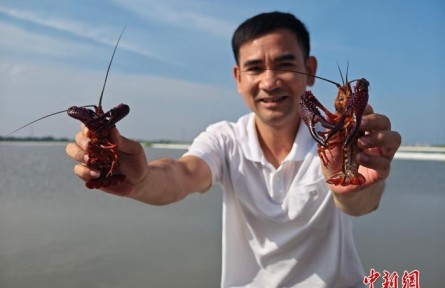 （乡村行·看振兴）水稻水产水生菜 吉林镇赉拓宽碱地农业增收路