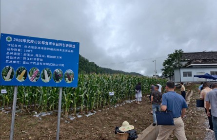 全国上千个玉米品种齐聚黔江 将通过引种和收集数据，为武陵山区寻找“最佳种子选手”