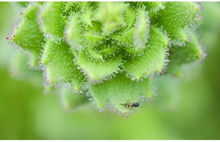 验证达尔文150年前猜想 食虫植物添新成员