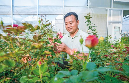 “花痴博士”李淑斌:倾力为月季装上“中国芯”