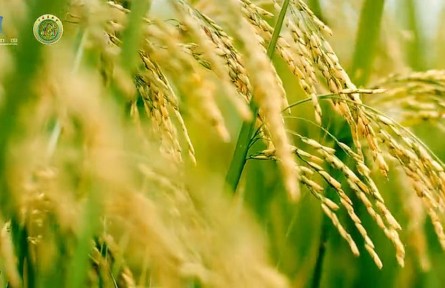 那些年被我们当杂草拔掉的，才是真正的“基因外挂”