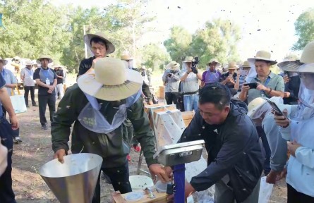 南繁北采，北蜂南授——小蜂箱里的大产业