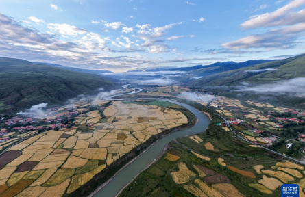 图集：青稞成熟绘就丰收美景