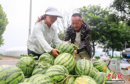 (乡村行·看振兴)山西襄垣:“企业+基地+农户”模式带旺乡村“甜蜜经济”