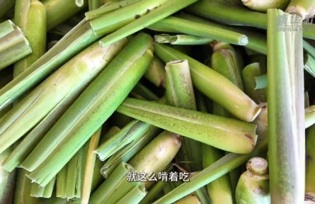 南菜北种：一株茭白的突围之路