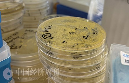 菌种芯片”与“死亡之谷”:跨越产业化的惊险一跃