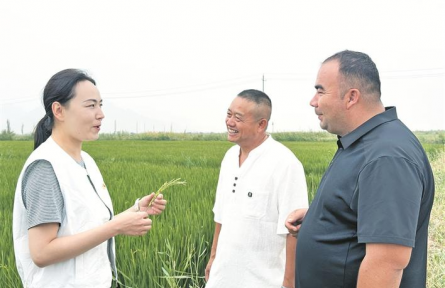 水稻让盐碱地生金