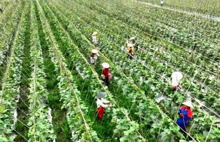 技术破壁 冷链通途 品牌推广!贵州“苗侗山珍”加速入湾区