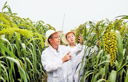 牢记嘱托 感恩奋进·奋力谱写中国式现代化建设河北篇章：攻关种业“芯片” 助力增产丰收