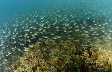 2025年南海区海洋生态预警监测公报、海洋生态保护修复公报发布