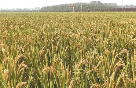 北京顺义：“检察蓝”守护“三伸腰”稻米种植技艺