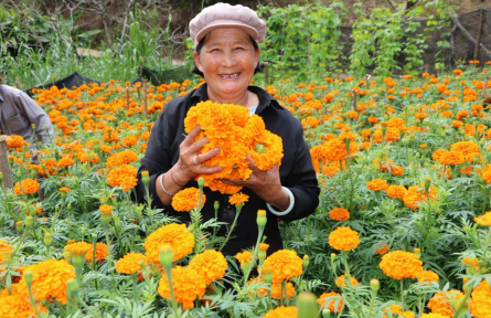 云南临沧：万寿菊开出花样经济