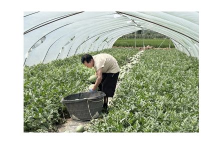 陕西汉中城固县特色果蔬产业迎来丰收