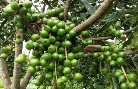 夏威夷果“安家记”