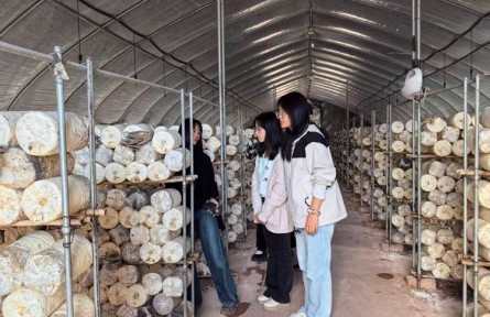出菇率从70%到90%,乐山师范学院“菇兴乡韵”团队让农户每亩净增收3400元