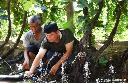 新疆吐鲁番：微喷灌种葡萄 节水又高效