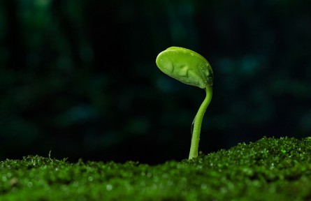 科技名词|种子 seed