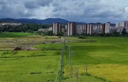 连续6年稳定在560亿斤以上!全国早稻产量保持稳定 为经济发展提供支撑