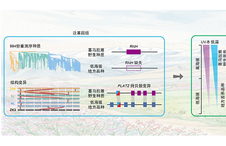 构建苦荞泛基因组 找回苦荞中丢失的“高原密码”