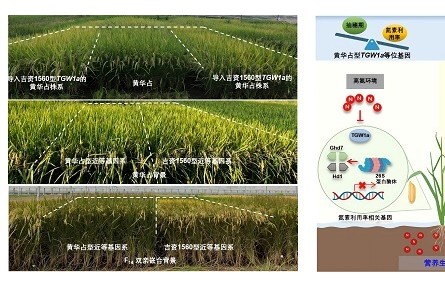 平衡水稻早熟和高产的基因密码被解开