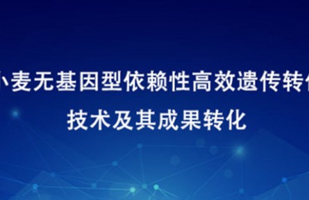 小麦无基因型依赖性高效遗传转化技术及其成果转化