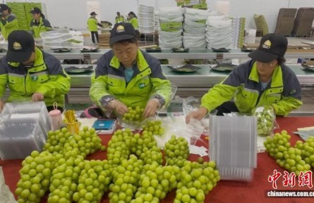 （走进中国乡村）从7亩试验田到畅销海外 葡萄“串”出湖南澧县近百亿元产业