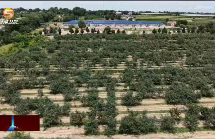 乡村行 看振兴 | 甘肃：瓜果飘香喜丰收 产业兴旺促增收