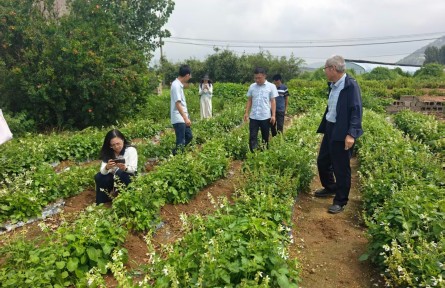 平邑培育出白花丹参新品种