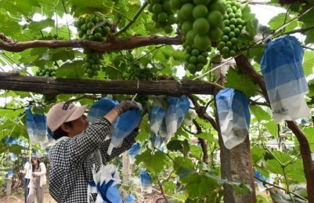 厚植生态底色赋能葡乡，探索绿色引领乡村振兴之路