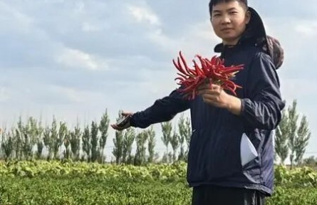 辣椒兴农记——三名农科学生打通科研“最初一公里”到产业“最后一公里”