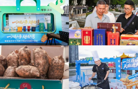 粤黔协作搭台 毕节天麻拓宽大湾区市场通道