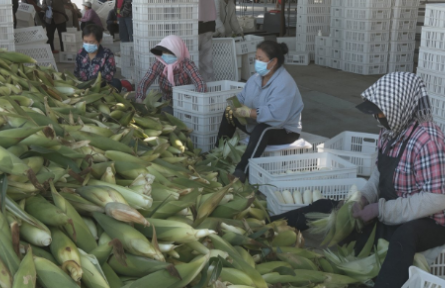 黑龙江泰来县：鲜食玉米赋能庭院经济