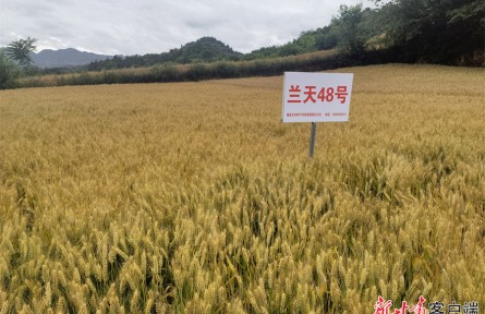 兰天系列小麦品种入选全国典型案例