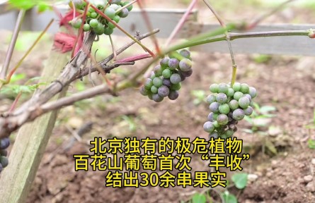 全球仅存于北京的极危植物 百花山葡萄首次“丰收”