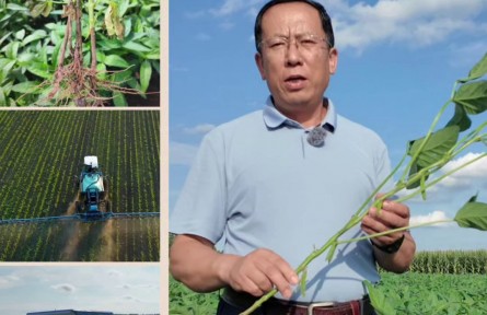 【大豆】东北春大豆“一喷多促”防虫防病补营养