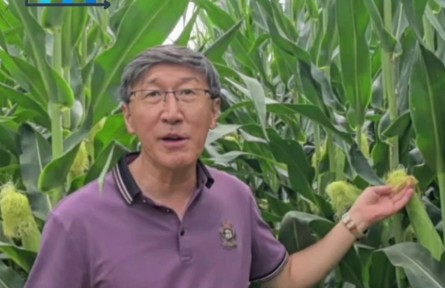 【玉米】“一喷多促”技术指南