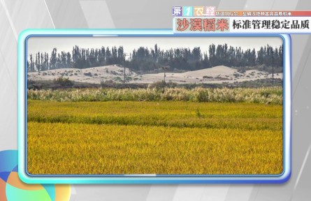 新疆阿拉尔：盐碱沙地种出高品质稻米