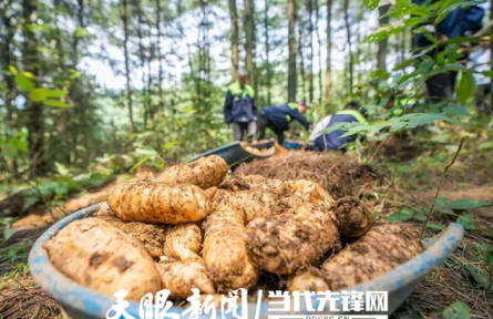 好药材是严选出来的！十大GAP基地为中药材生产“定规矩”