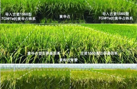 早熟高产，“顶流明星”基因又有新使命