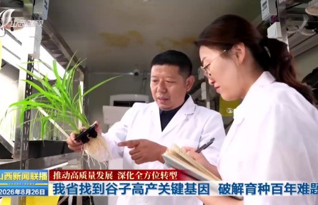 山西省找到谷子高产关键基因 破解育种百年难题
