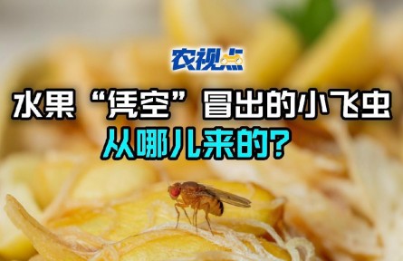 水果“凭空”冒出的小飞虫，是从哪儿来的？#农视点
