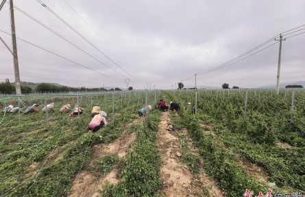 深读·三农 | 科技赋能 陇药飘香——标准化生产为甘肃道地药材产业注入新动能