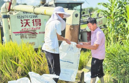 乡村振兴 | 云南：稻浪翻金 颗粒归仓