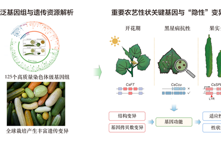泛基因组研究揭示黄瓜“走遍全球”的基因秘密