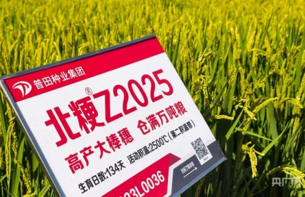 中国饭碗·看龙江 | 一粒良种的丰收答卷