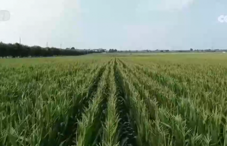 秋粮主产区打好田间管理“组合拳” 分类施策全力以赴确保粮食丰产归仓